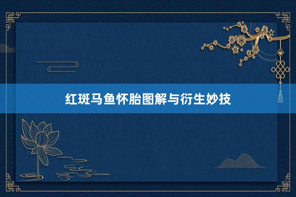 红斑马鱼怀胎图解与衍生妙技